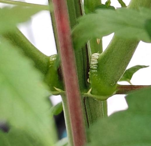 Laughing Buddha - Barney's Farm. Week 7