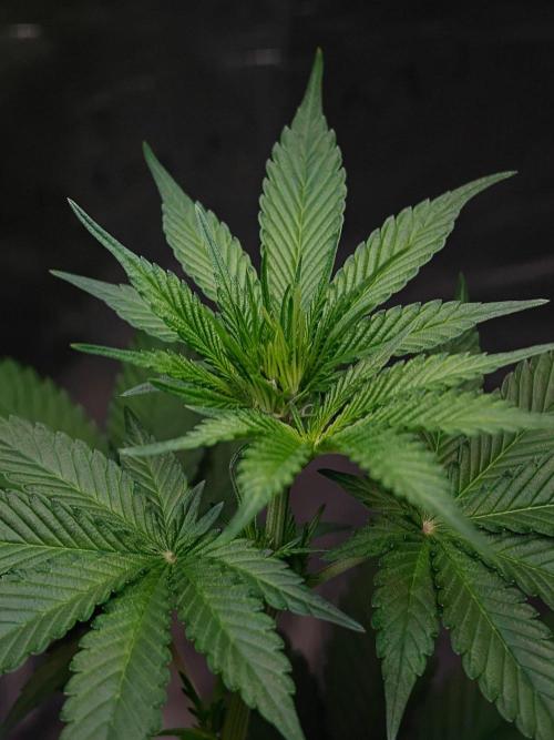Laughing Buddha - Barney's Farm. Week 7
