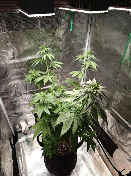 Laughing Buddha - Barney's Farm. Week 7