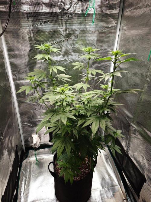 Laughing Buddha - Barney's Farm. Week 7