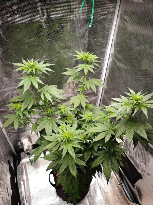 Laughing Buddha - Barney's Farm. Week 7