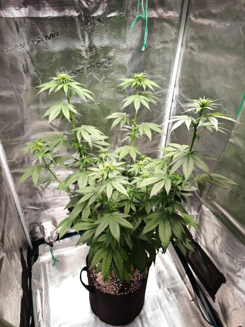 Laughing Buddha - Barney's Farm. Week 7