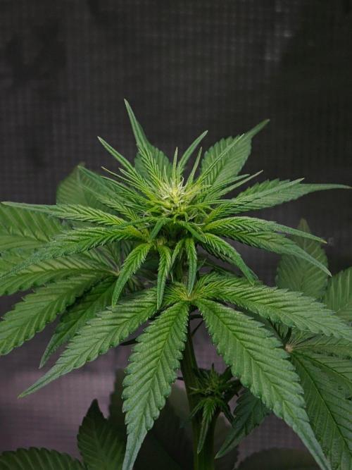 Laughing Buddha - Barney's Farm. Week 7