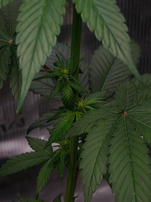 Laughing Buddha - Barney's Farm. Week 7