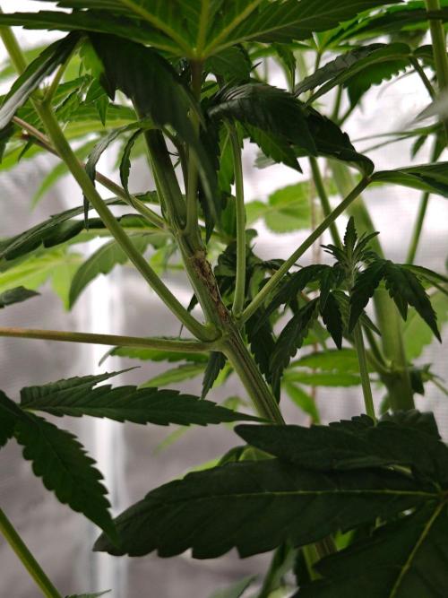 Laughing Buddha - Barney's Farm. Week 7
