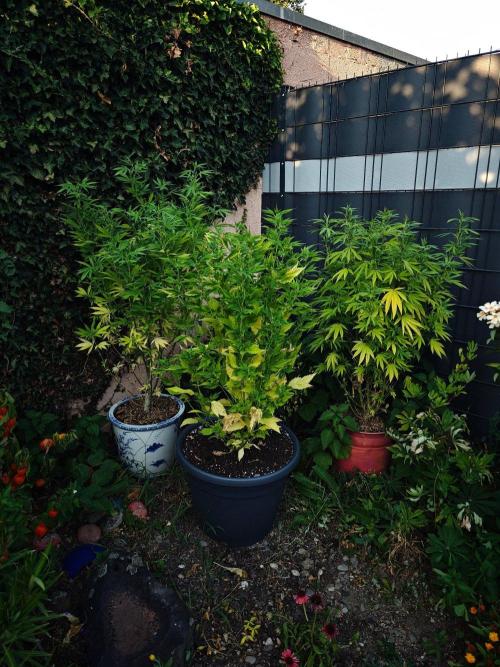Zamnesia - Permanent Marker - outdoor. Week 22
