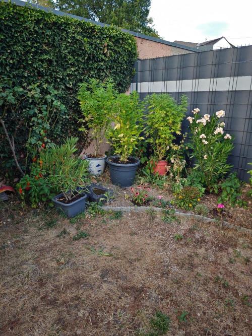Zamnesia - Permanent Marker - outdoor. Week 22