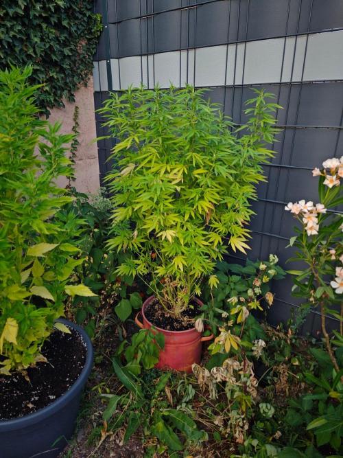 Zamnesia - Permanent Marker - outdoor. Week 22