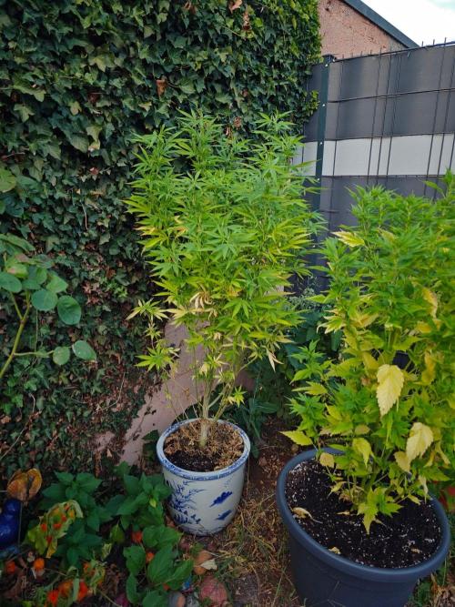 Zamnesia - Permanent Marker - outdoor. Week 22