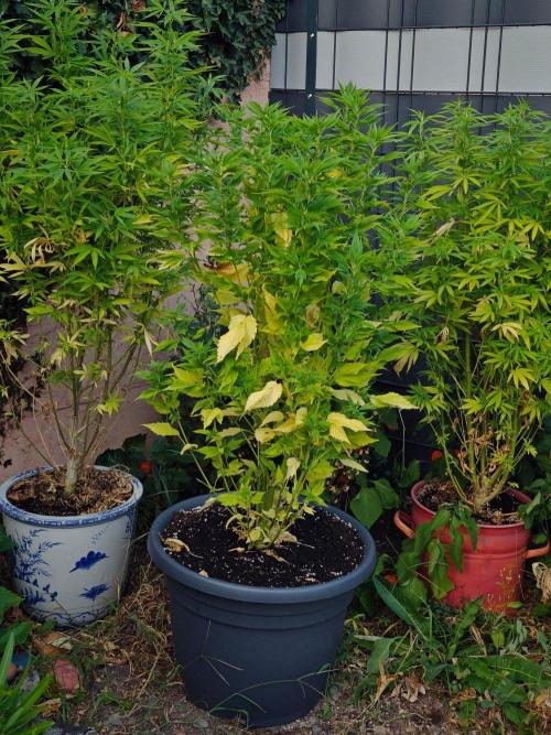 Zamnesia - Permanent Marker - outdoor. Week 22