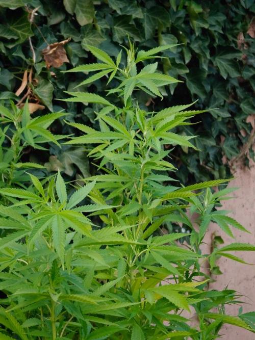 Zamnesia - Permanent Marker - outdoor. Week 22