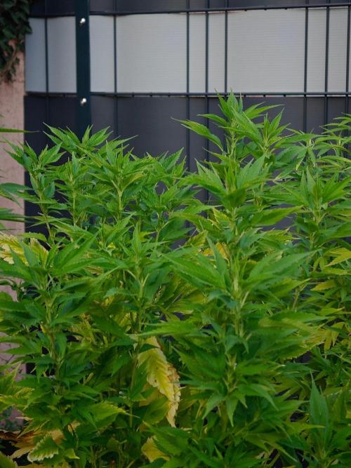 Zamnesia - Permanent Marker - outdoor. Week 22