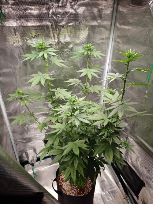 Laughing Buddha - Barney's Farm. Week 8