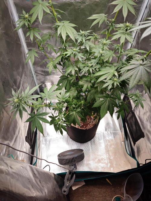 Laughing Buddha - Barney's Farm. Week 8 - Ventilator attempted murder on branch #4
