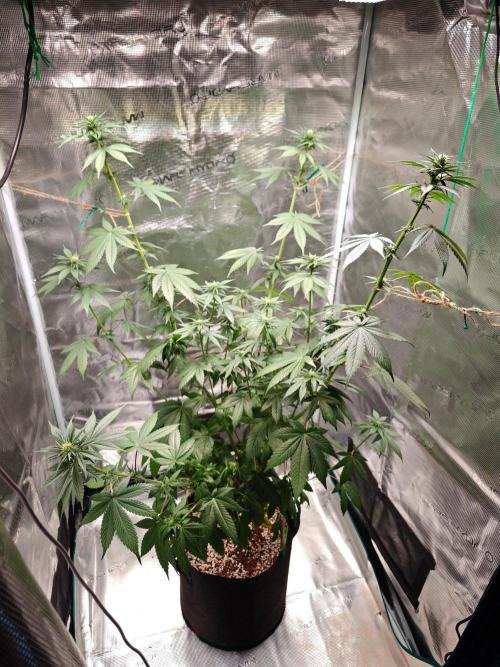 Laughing Buddha - Barney's Farm. Week 8