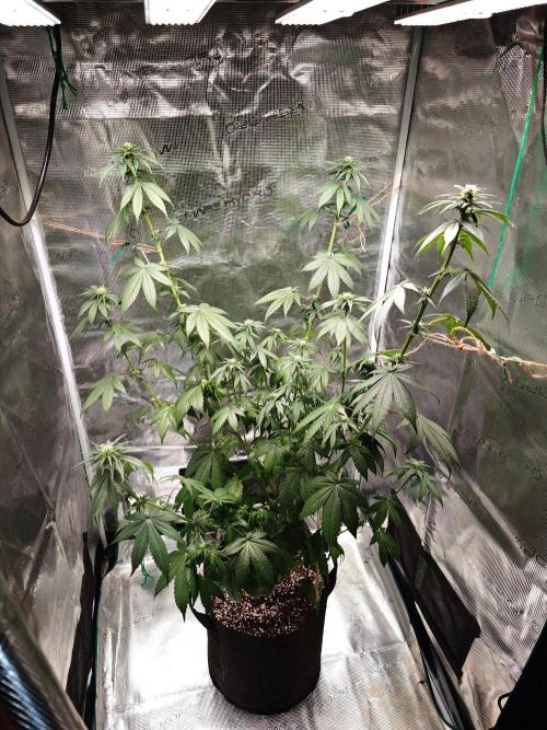 Laughing Buddha - Barney's Farm. Week 8