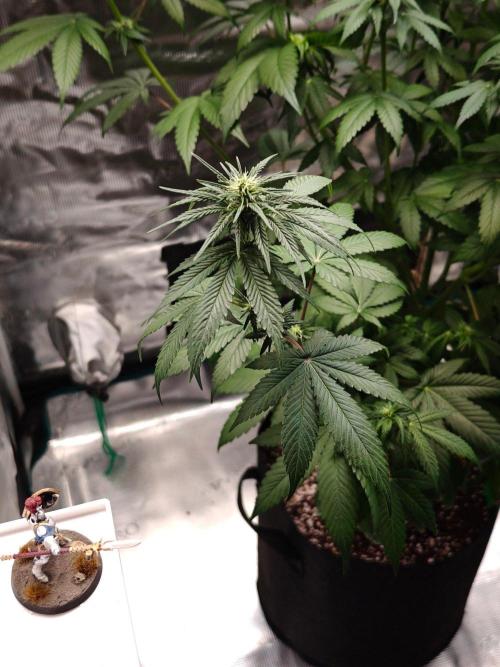 Laughing Buddha - Barney's Farm. Week 8 - Lesson 1: Shield Defense