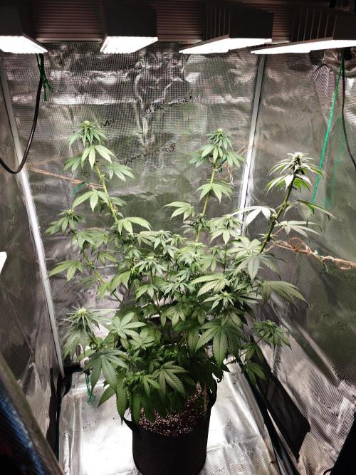 Laughing Buddha - Barney's Farm. Week 8