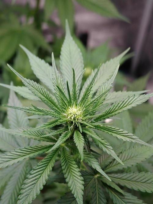 Laughing Buddha - Barney's Farm. Week 8