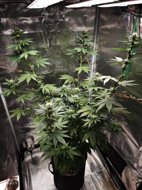 Laughing Buddha - Barney's Farm. Week 8 - #4 back in the game