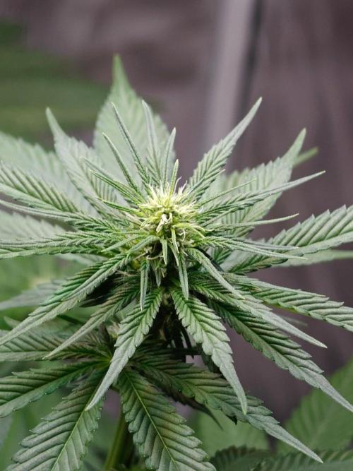 Laughing Buddha - Barney's Farm. Week 8