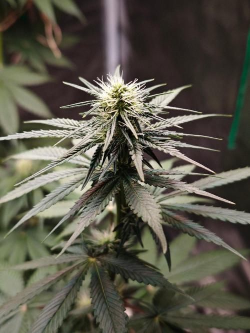 Laughing Buddha - Barney's Farm. Week 8