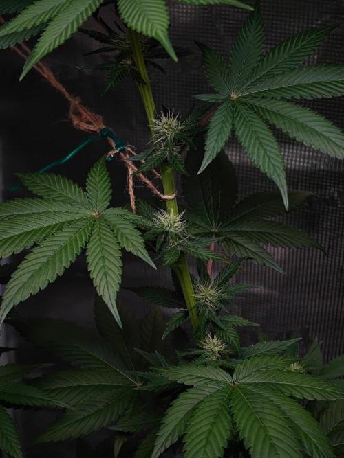Laughing Buddha - Barney's Farm. Week 8