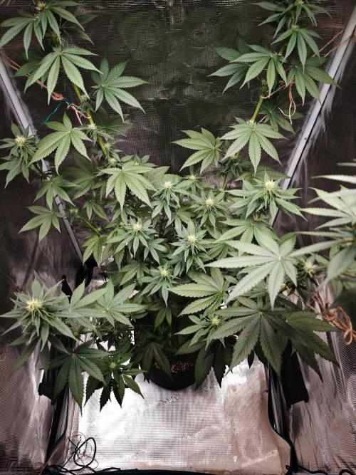 Laughing Buddha - Barney's Farm. Week 8