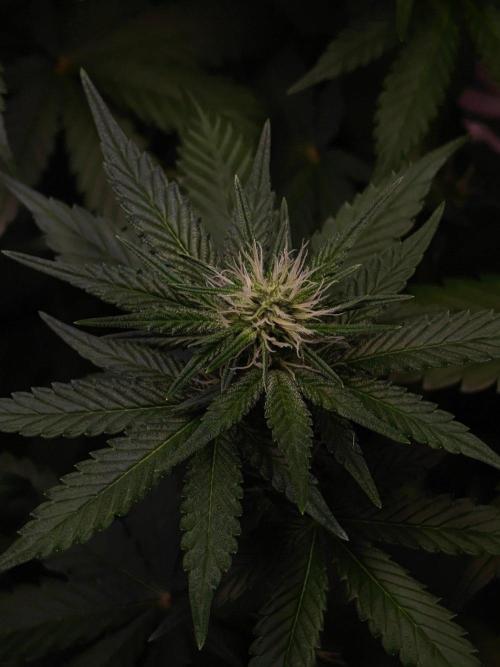 Laughing Buddha - Barney's Farm. Week 8 - one of the Center Buds