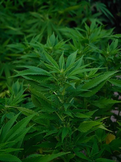Zamnesia - Permanent Marker - outdoor. Week 24