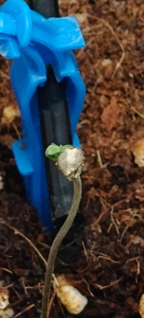Early Skunk. Week 2