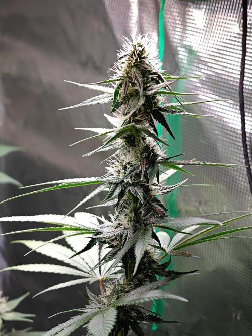Laughing Buddha - Barney's Farm. Week 9