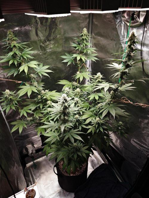 Laughing Buddha - Barney's Farm. Week 9