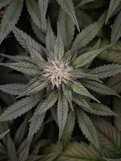 Laughing Buddha - Barney's Farm. Week 9