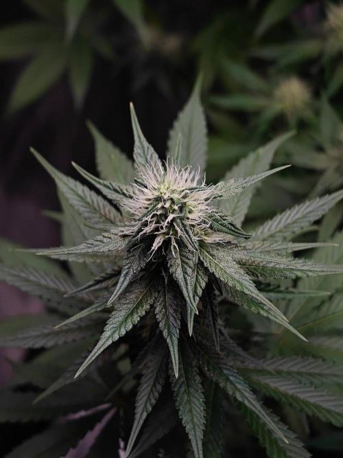 Laughing Buddha - Barney's Farm. Week 9