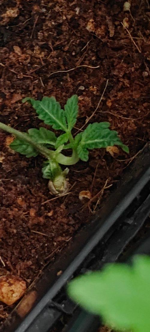 The Legendary Journey of Daft Skunk. Week 5
