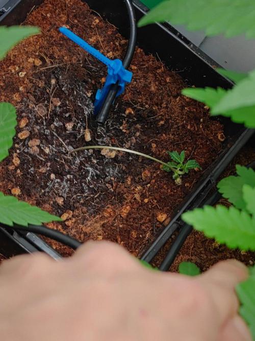 The Legendary Journey of Daft Skunk. Week 5