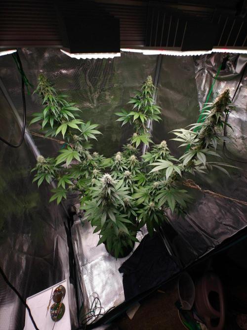 Laughing Buddha - Barney's Farm. Week 10 - 5 days earlier