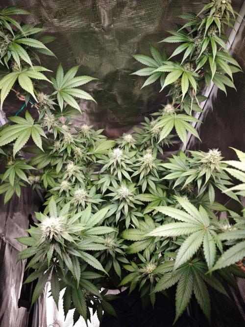 Laughing Buddha - Barney's Farm. Week 10 - 5 days earlier