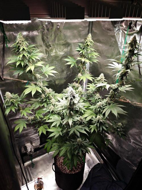 Laughing Buddha - Barney's Farm. Week 10