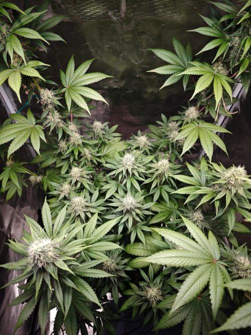 Laughing Buddha - Barney's Farm. Week 10