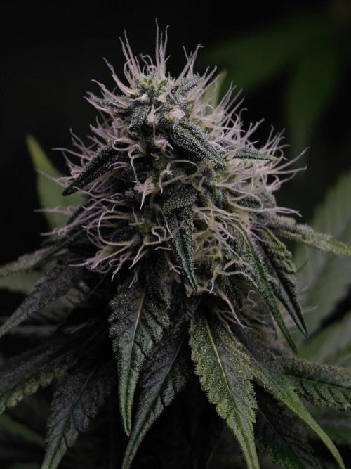 Laughing Buddha - Barney's Farm. Week 10