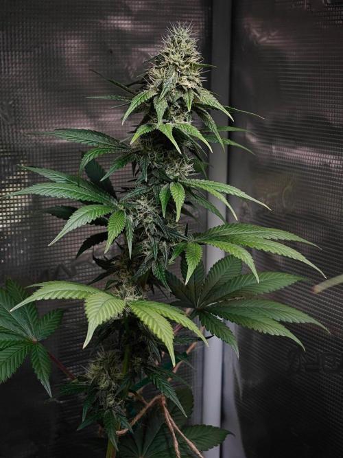 Laughing Buddha - Barney's Farm. Week 10