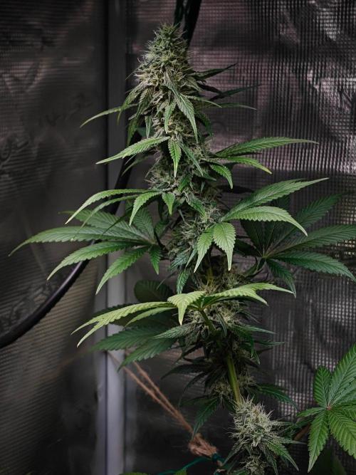 Laughing Buddha - Barney's Farm. Week 10