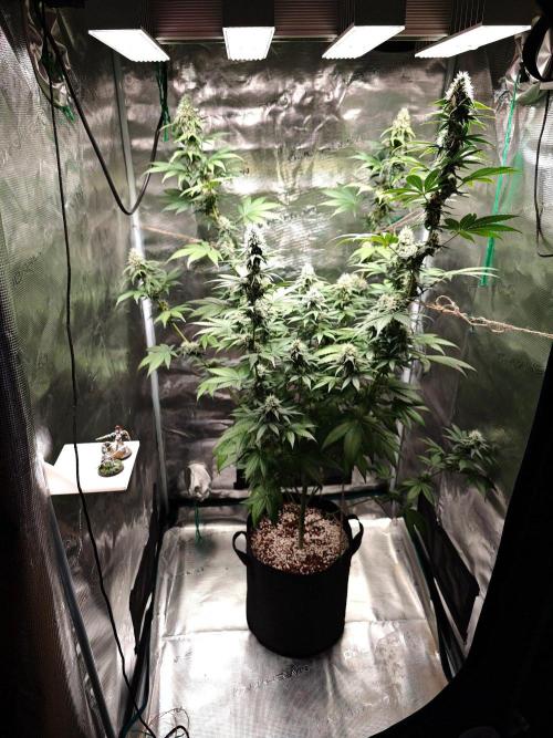 Laughing Buddha - Barney's Farm. Week 10