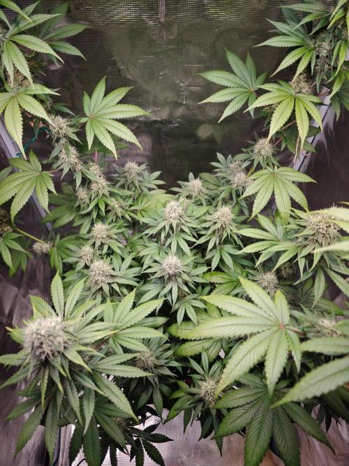 Laughing Buddha - Barney's Farm. Week 11 - 3 days ago