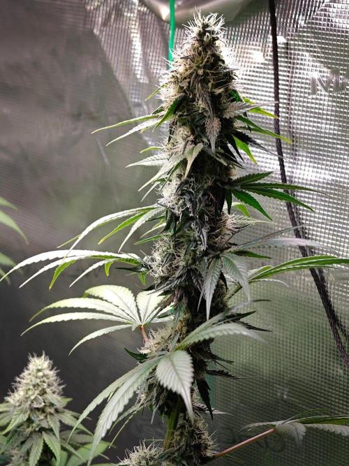 Laughing Buddha - Barney's Farm. Week 11 - 3 days ago
