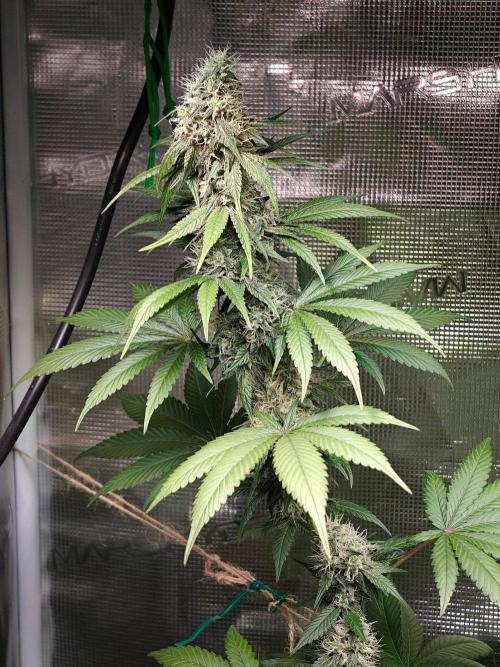 Laughing Buddha - Barney's Farm. Week 11 - 3 days ago