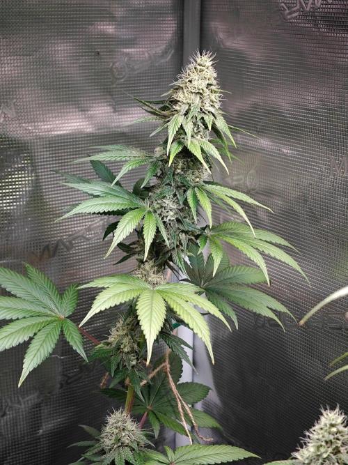 Laughing Buddha - Barney's Farm. Week 11 - 3 days ago