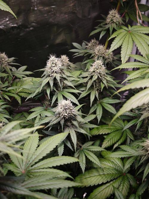Laughing Buddha - Barney's Farm. Week 11 - 3 days ago